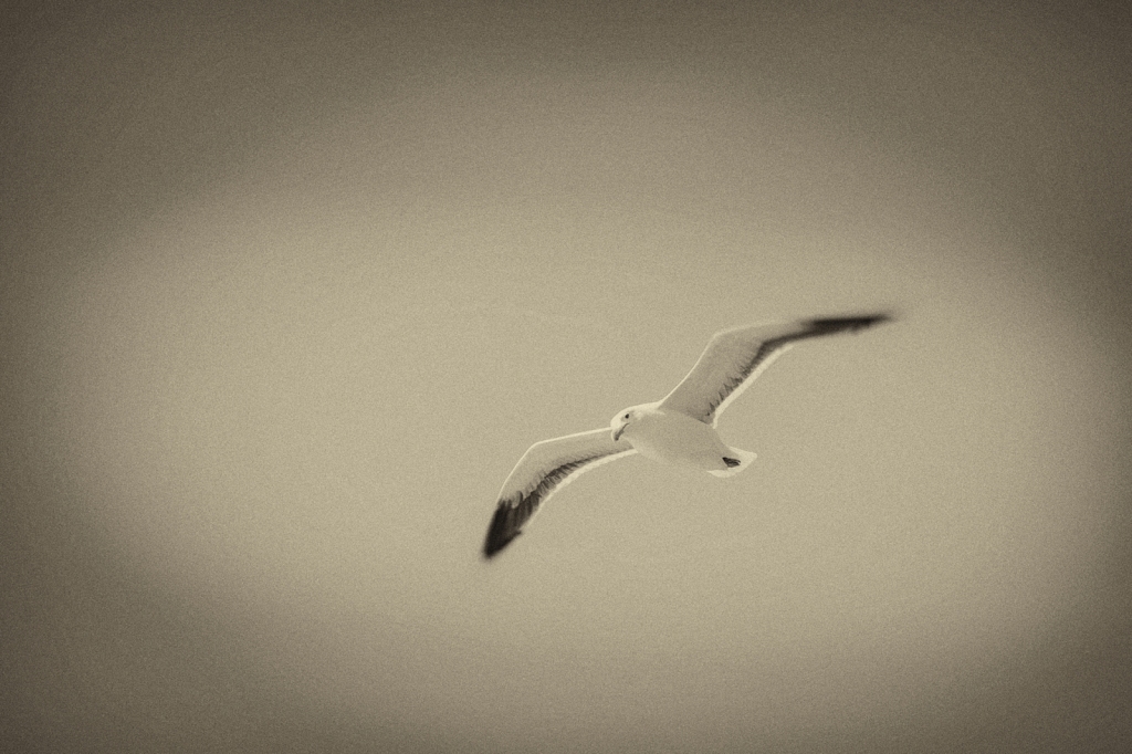 Seagull